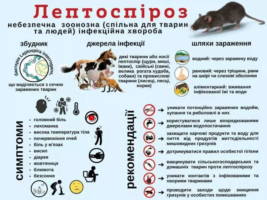 Лептоспіроз шириться в Україні: чим небезпечна хвороба