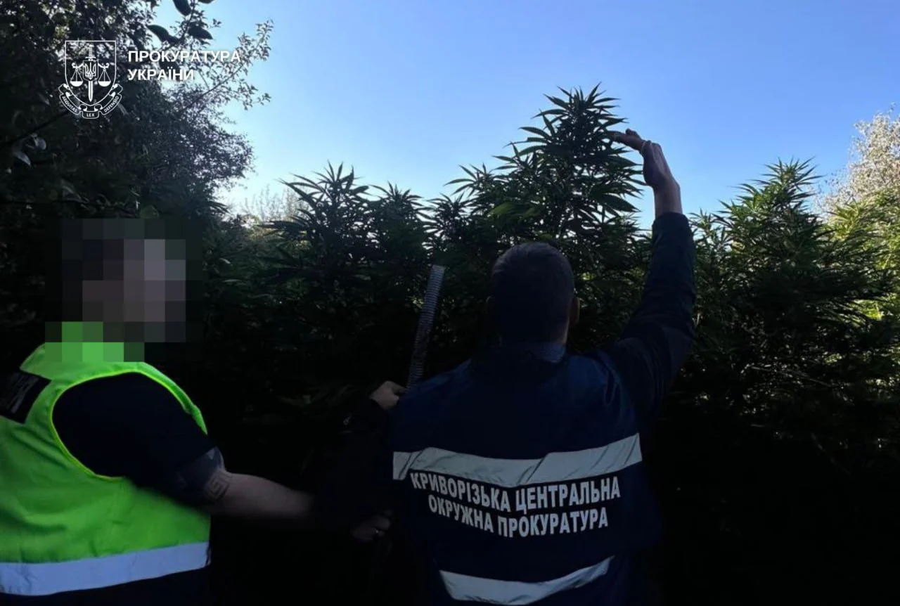 У Кривому Розі викрили трьох чоловіків, які вирощували понад 400 кущів конопель — прокуратура