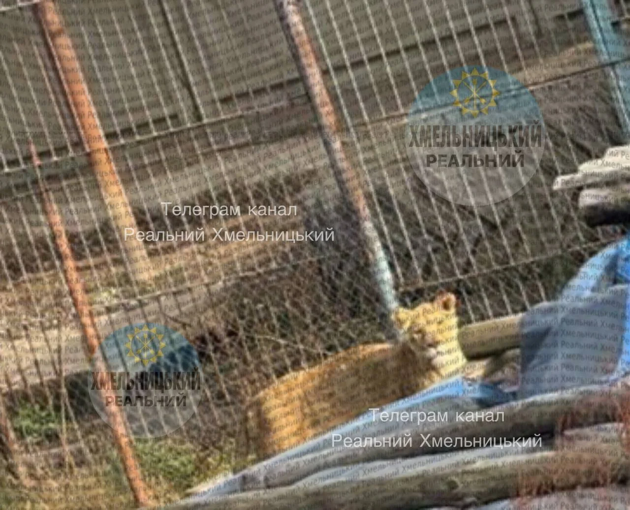 Два леви втекли з реабілітаційного центру у Хмельницькому: одну тварину знайшли, іншу — шукають по місту