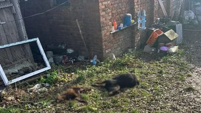 Два леви втекли з реабілітаційного центру у Хмельницькому: одну тварину знайшли, іншу — шукають по місту